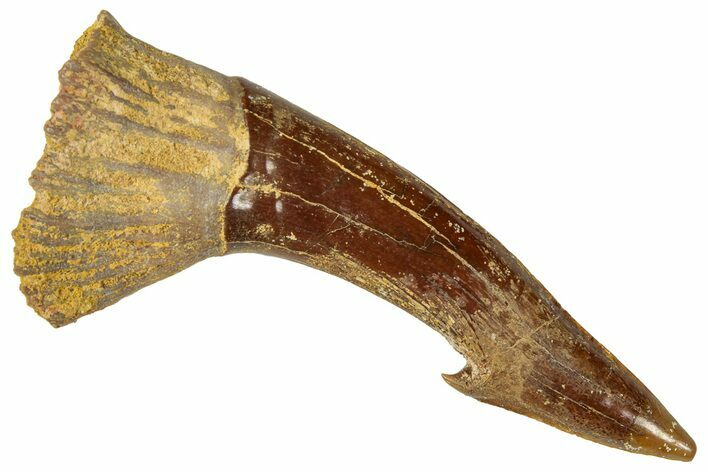 Fossil Sawfish (Onchopristis) Rostral Barb - Morocco #322817